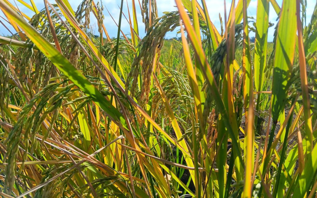 Reports of a Harvest in Malawi Thanks to our Seed Grant